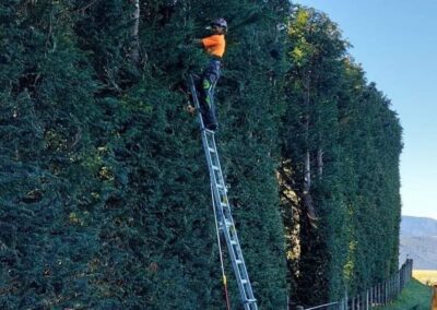Professional arborist using a very long ladder to reach a tall tree