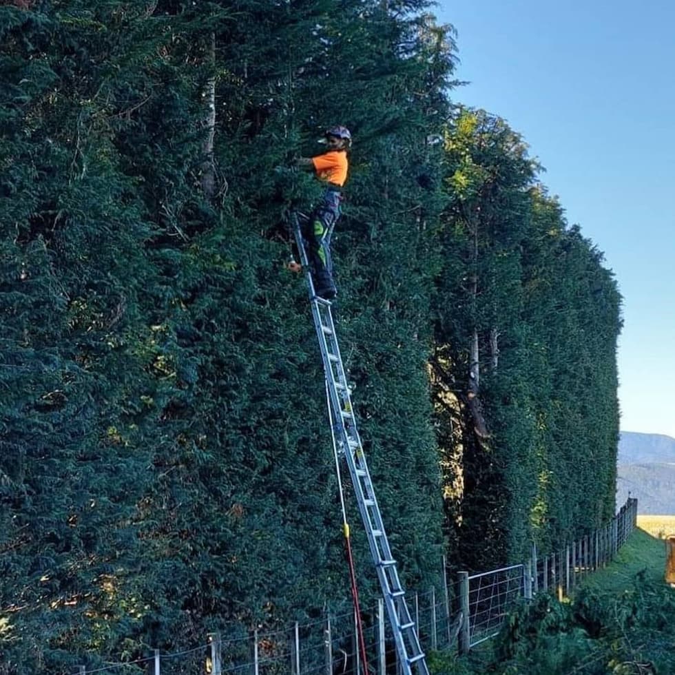 pruningandtrimmingAUP