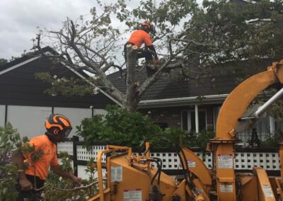 Two professional arborist with their orange uniform cutting a tree while the other is cleaning the mess