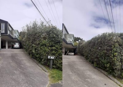 Before and after work of Elite Arboriculture on a backyard with a car